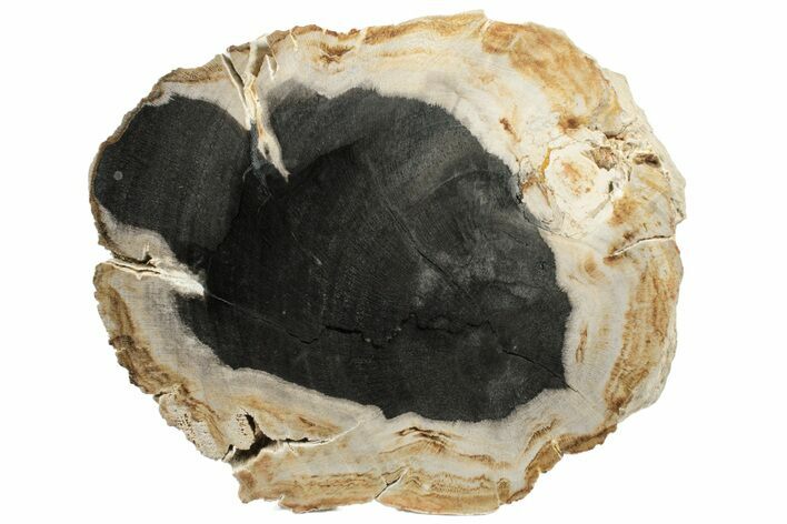 5.9" Polished Petrified Wood Log Section - Rogers Mountain, Oregon